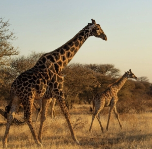 Giraffes 