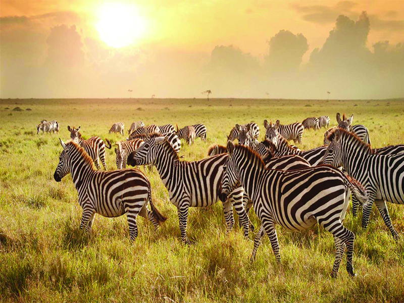 3 Days Tanzania Safari to Lake Manyara - Ngorongoro Crater from either Nairobi, Mombasa or Arusha